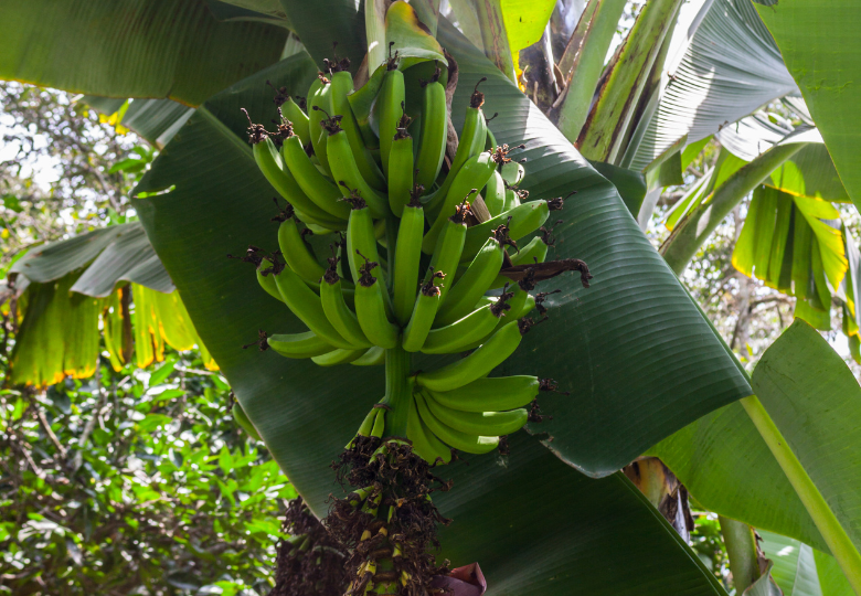 Banánovník obecný